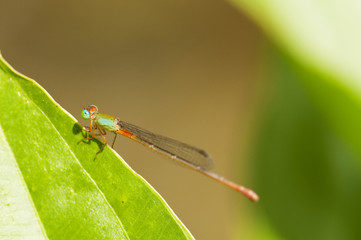 Dragonfly