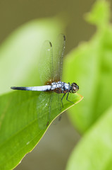 Blue Dragonfly