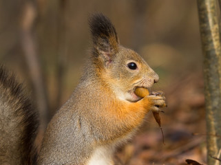 Naklejka na ściany i meble Squirrel with an acorn