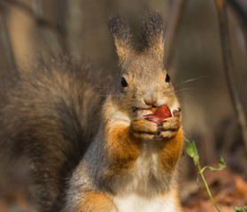 Squirrel with a chestnut 