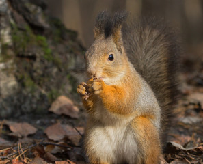 Naklejka na ściany i meble Squirrel with a walnut
