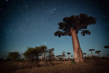 Crédence de cuisine en verre imprimé Baobab Madagascar