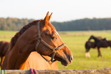 Pferde Paar © Björn Lieschke