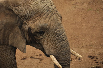 Słoń © Agnieszka Witczak