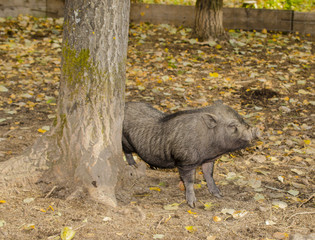 Мини свинка