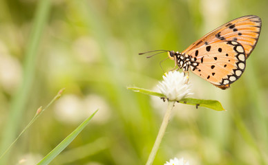 Tawny coster butterfly with wild globe everlasting flower