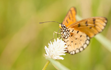 Tawny coster butterfly with everlasting flower