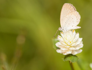 Pale grass blue butterfly with wild globe everlasting flower