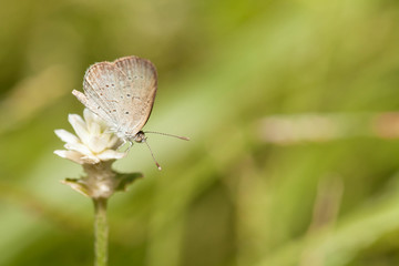 Obraz premium Pale grass blue butterfly with wild globe everlasting flower