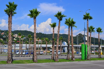 Пальмы Кавказа