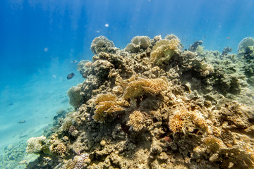 Naklejka na ściany i meble Coral Reef under water of the Red Sea