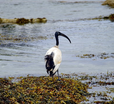 oiseau -ibis sacr&eacute;