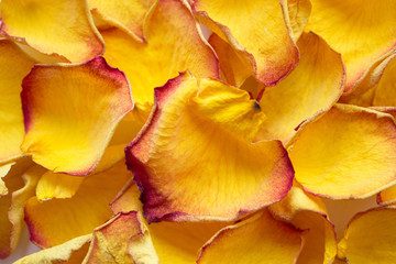 background of dried yellow rose petals