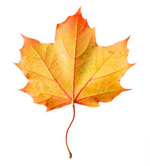 Dry Norway maple (Acer platanoides) leaf on a white background.