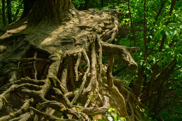 roots