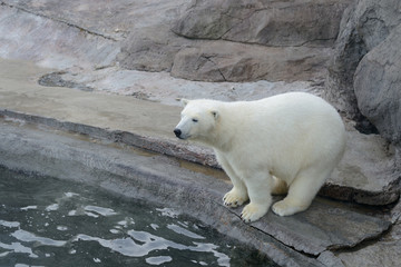 polar bears