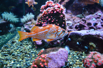 Aquarium fish - 71604652