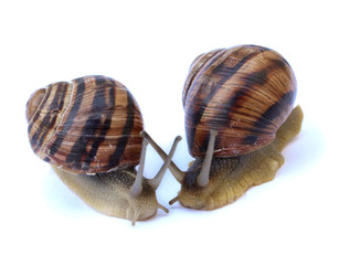 Snail you heard the news
