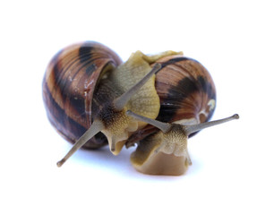 Friends of the cochlea