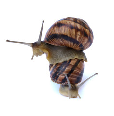 Snail on the cochlea
