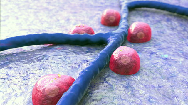 pancreas, insulin