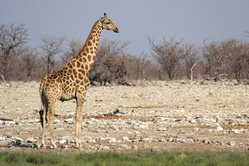 Giraffe (Giraffa camelopardalis) am Wasserloch