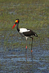 Sattelstorch (Ephippiorhynchus senegalensis) Okavango Delta