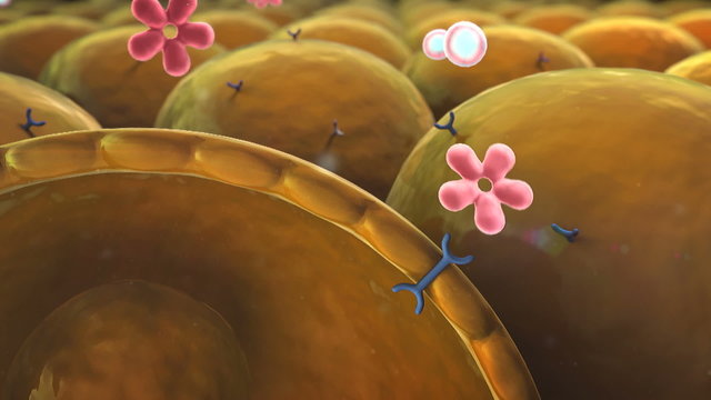cell, insulin