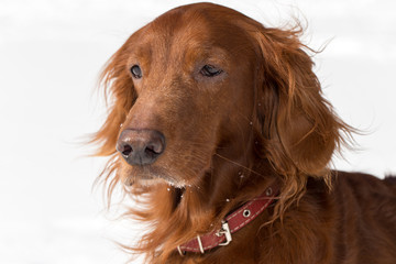 close-up Red Setter