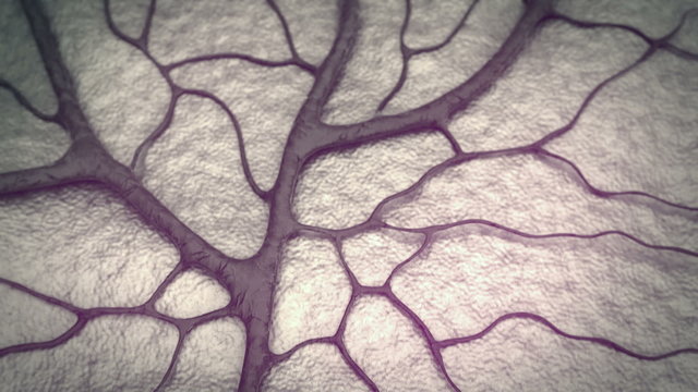 Capillary, brain