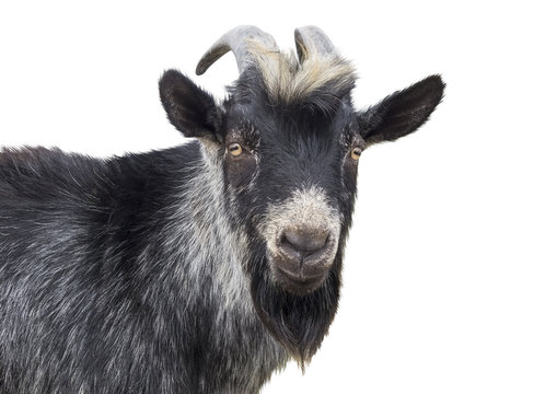Portrait of goat on a white background