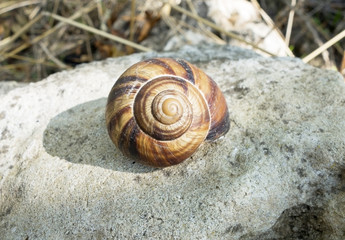 Spiral shell