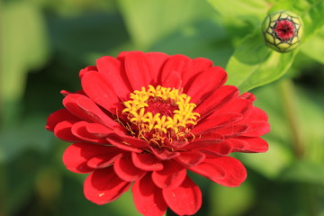 Zinnia flower and bud