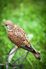 Common Kestrel - Falco tinnunculus