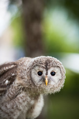 Close up of a baby Tawny Owl (Strix aluco)
