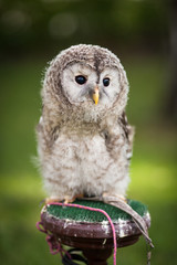 Obraz premium Close up of a baby Tawny Owl (Strix aluco)