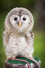 Close up of a baby Tawny Owl (Strix aluco)