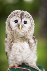 Close up of a baby Tawny Owl (Strix aluco)