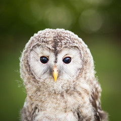 Close up of a baby Tawny Owl (Strix aluco)