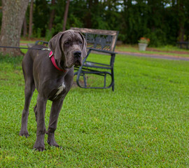 Young Great Dane