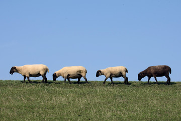 Obraz premium schwarzes Schaf