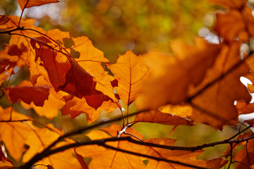 Abstract foliage background, beautiful tree branch in autumnal f