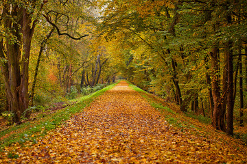 Autumn park alley