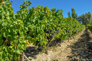 vignoble vendanges