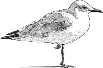Fototapeta premium gull on the one leg