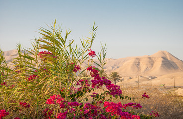 Bougainvillea on background of Judean Mountains in Israel