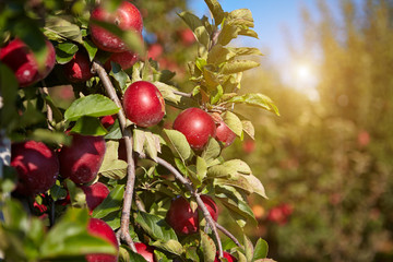 red apples on the trees in the orchard