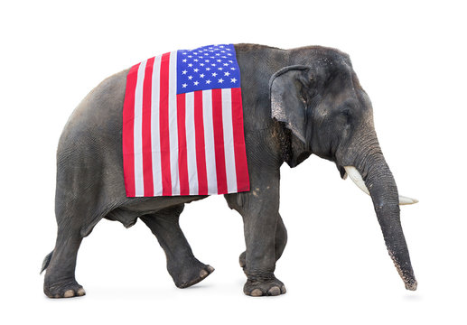 Fototapeta elephant carries a flag USA