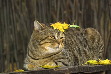 Толстый кот во дворе