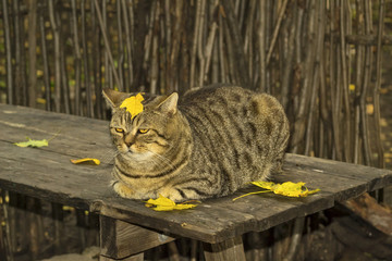 Толстый кот во дворе